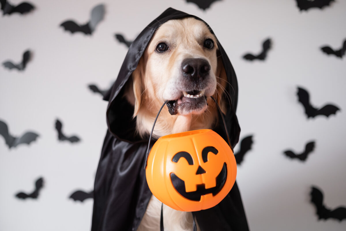 Ephraim Tractor Supply to host Halloween pet photo event Oct. 24